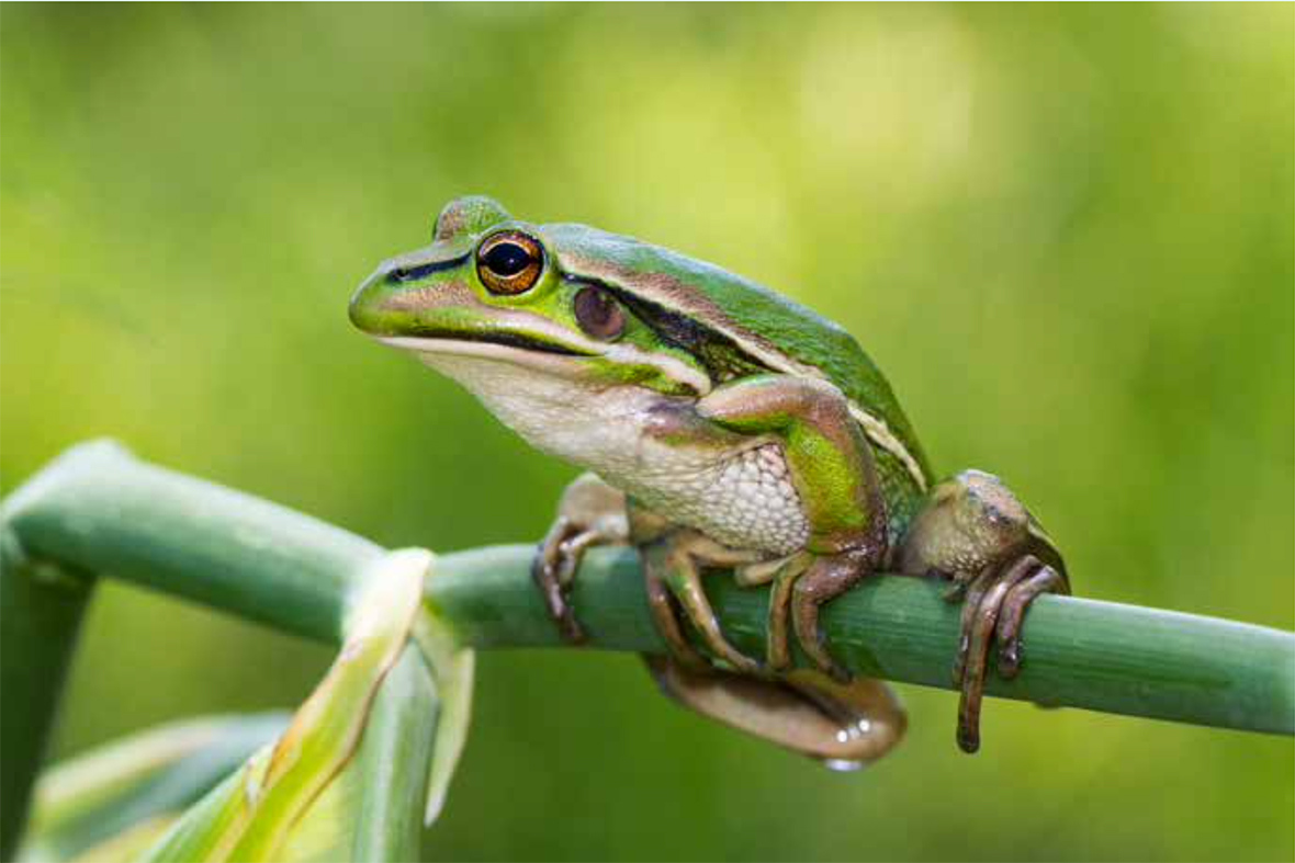 green golden bell frog